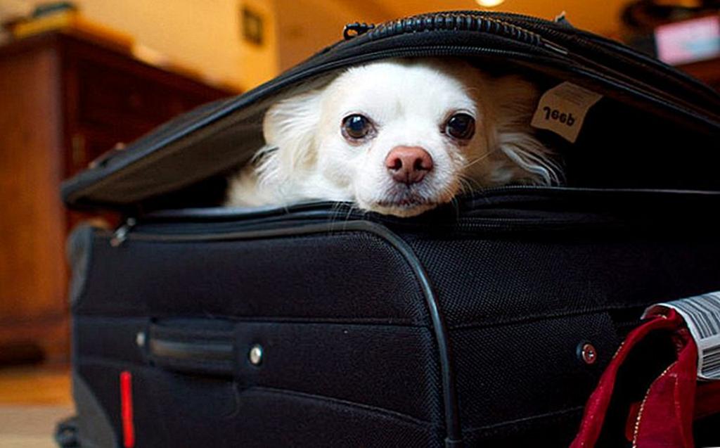 Тимчасова процедура щодо переміщення домашніх тварин до ЄС (Польща, Словаччина та Угорщина) під час тривання збройного конфлікту