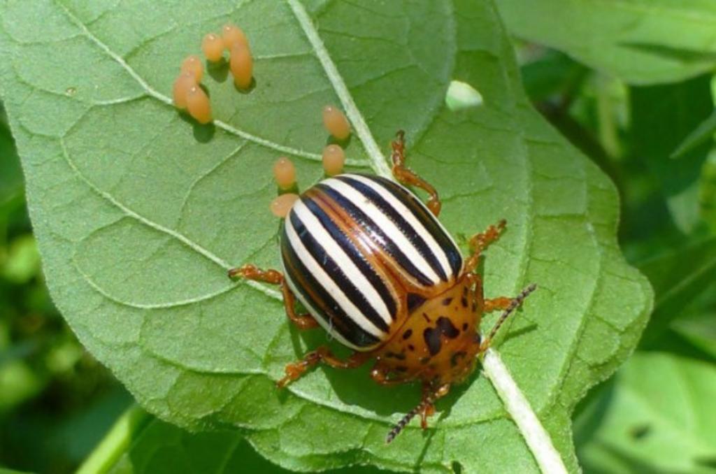 Про загрозу пошкодження посадок картоплі колорадським жуком