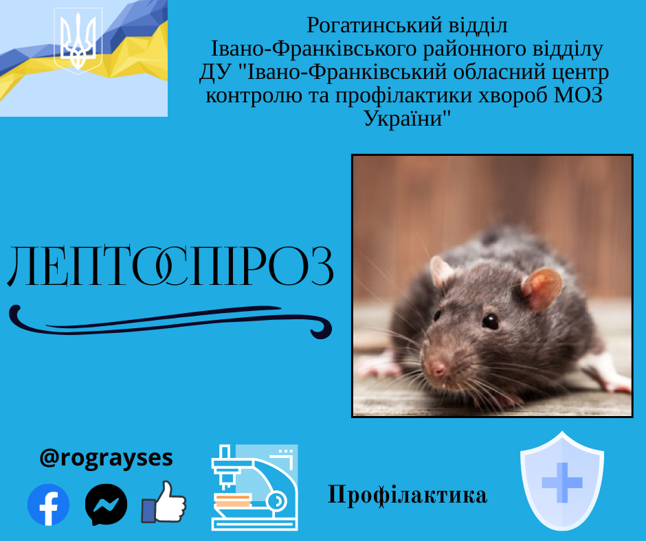 Що таке лептоспіроз? Як уберегтися від даної хвороби?