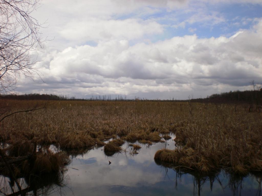 2 лютого - Всесвітній день водно-болотних угідь