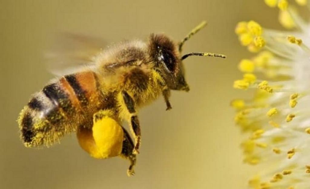 Увага! На Прикарпатті триває щорічна кампанія протиепізоотичних заходів на пасіках