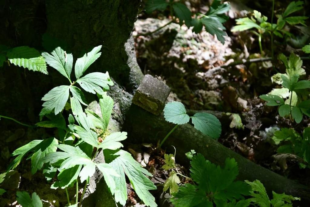 На Прикарпатті завершено перший етап кампанії з пероральної імунізації  диких м'ясоїдних тварин проти сказу