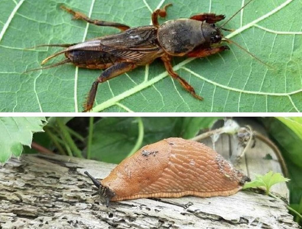 Про шкідливість слимаків та медведки (капустянки)