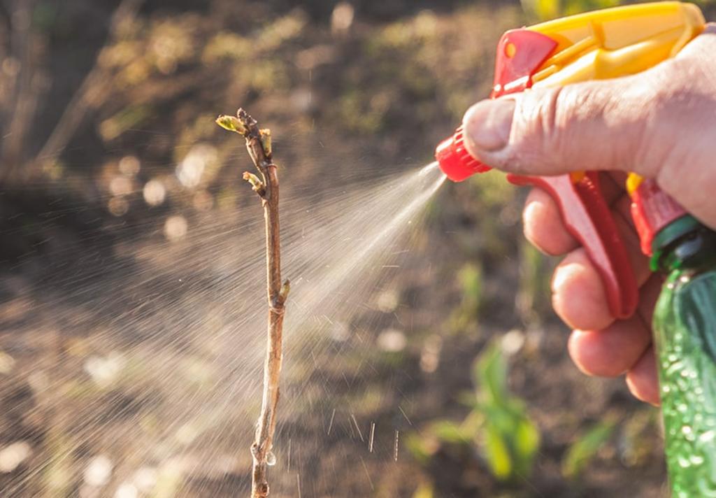Пам'ятка: застосування засобів захисту рослин