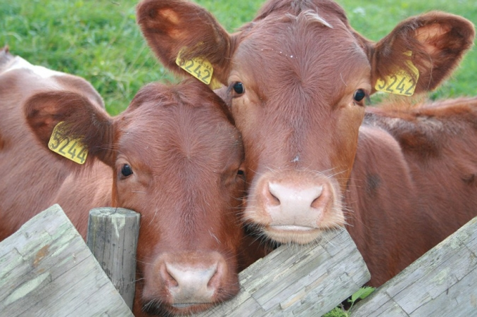 Пам’ятка  власникам особистих підсобних господарств з питань ідентифікації тварин