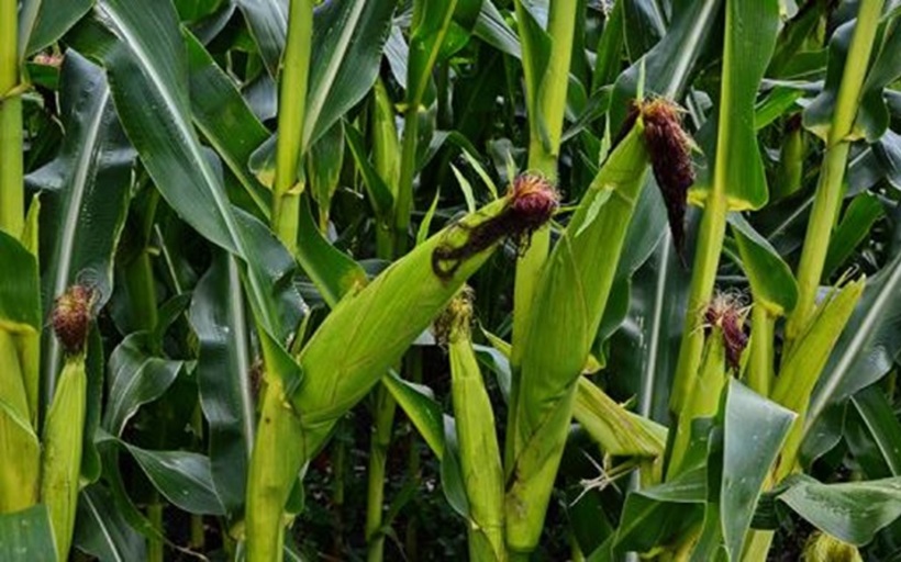 Спеціалісти Держпродспоживслужби підготували прогноз розвитку шкідників та хвороб сільгоспкультур у серпні  