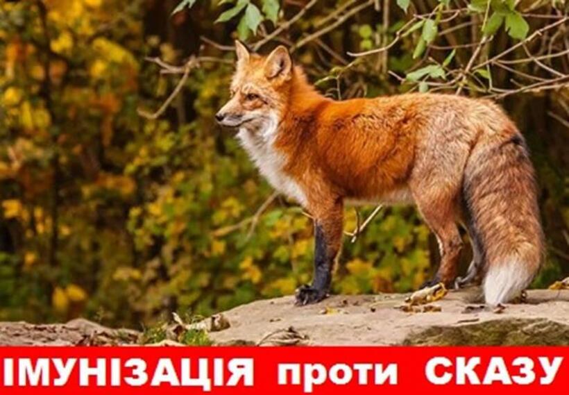 УВАГА! На території області буде проведена осіння кампанія з пероральна імунізація диких м'ясоїдних тварин проти сказу