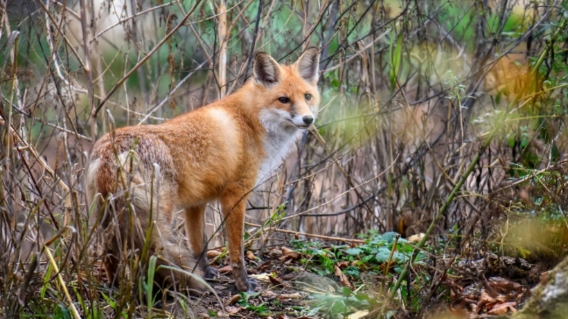 На Прикарпатті розпочинається завершальний етап кампанії з пероральної імунізації диких м′ясоїдних тварин