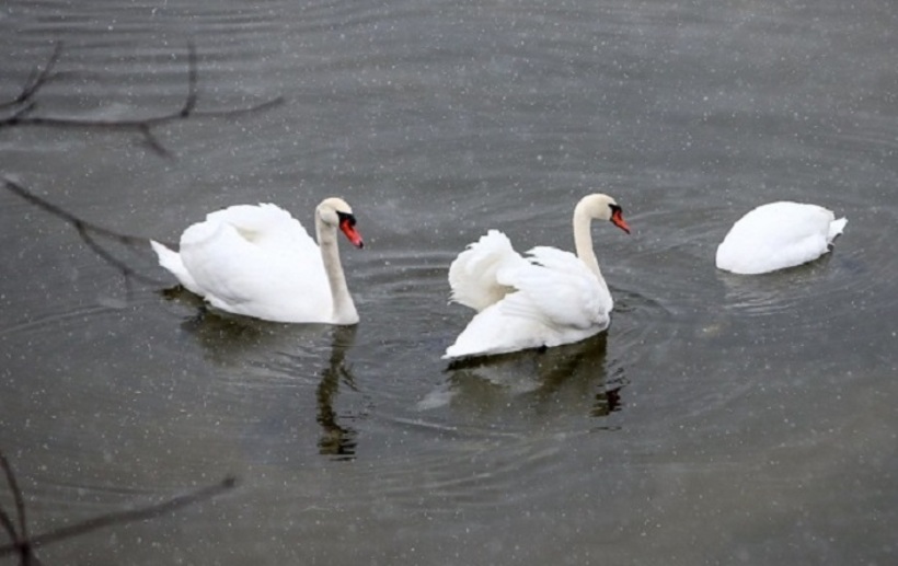 Увага! В Рівненській області зареєстровано грип птиці в дикій фауні