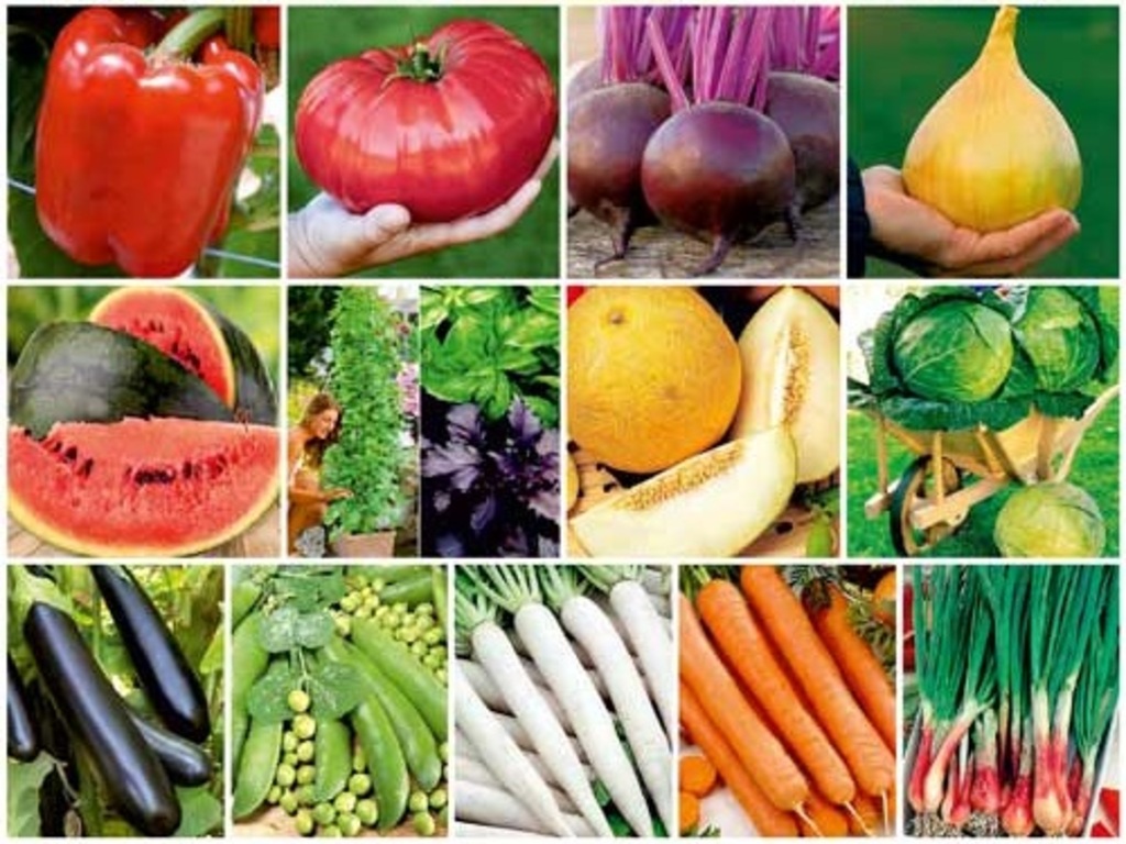 На що потрібно звернути увагу при купівлі насіннєвого матеріалу