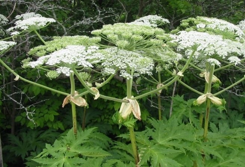 Борщівник Сосновського та методи боротьби з ним