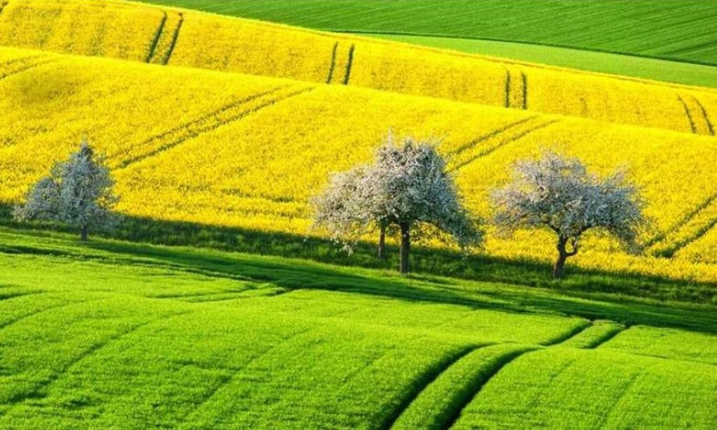 В Держпродспоживслужбі Івано-Франківщини  розробили Прогноз фітосанітарного стану та рекомендації щодо захисту рослин у 2024 році