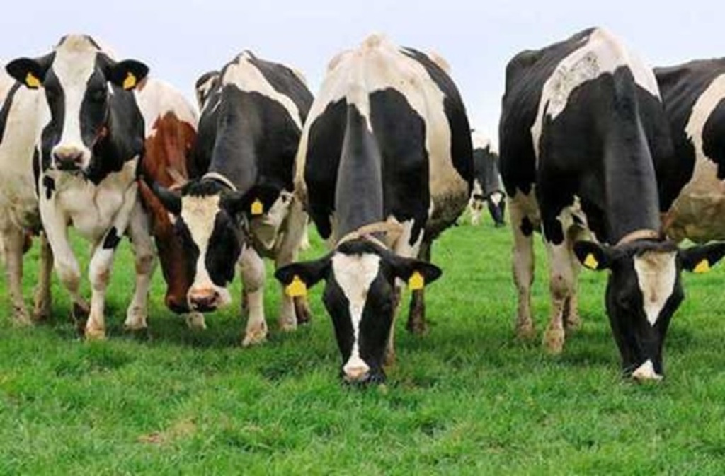 Переміщення сільськогосподарських тварин територією держави та з метою їх подальшого експорту