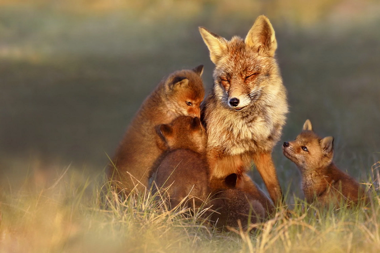 УВАГА! На території області розпочалась пероральна імунізація диких м'ясоїдних тварин проти сказу