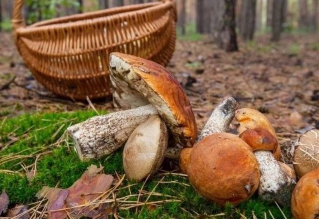  Як уникнути отруєння дикорослими грибами