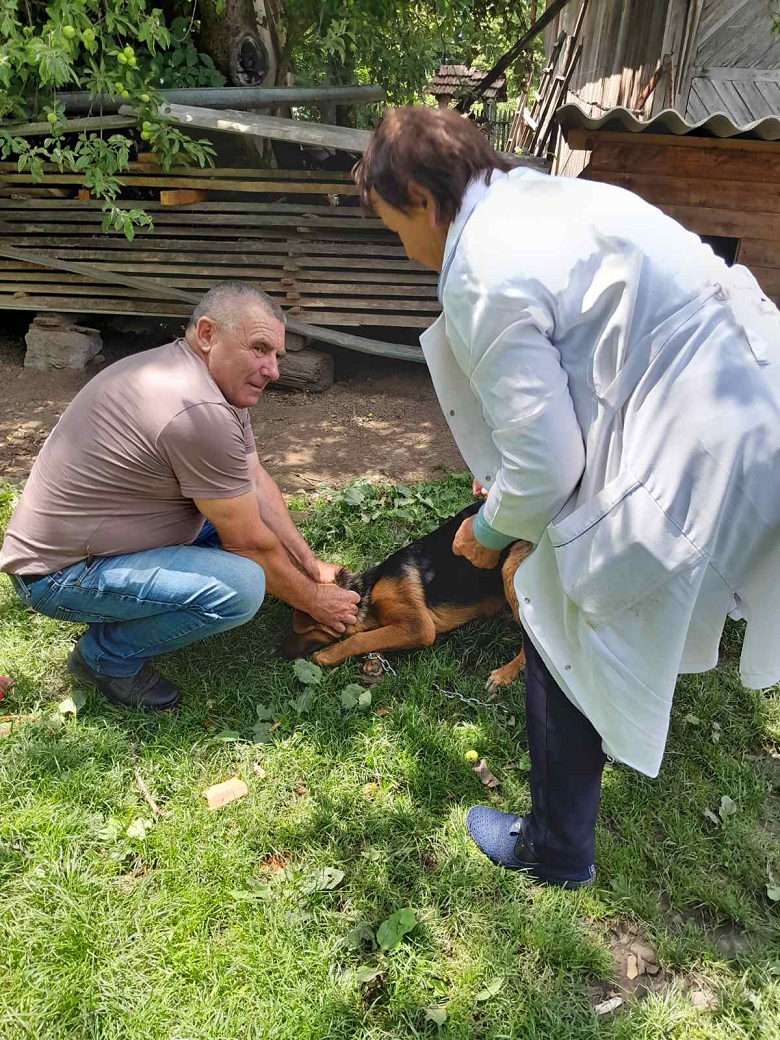 На Прикарпатті проводиться кампанія вакцинопрофілактики домашніх тварин проти сказу