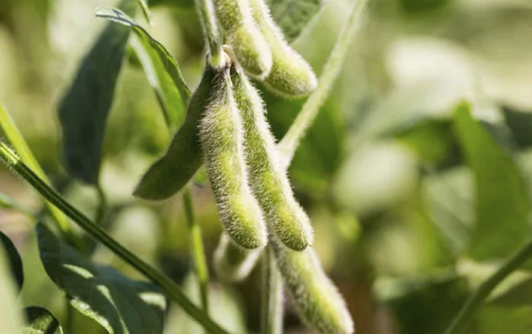 Експортерам кукурудзи та сої до КНР – вимоги  до документів та термін подачі