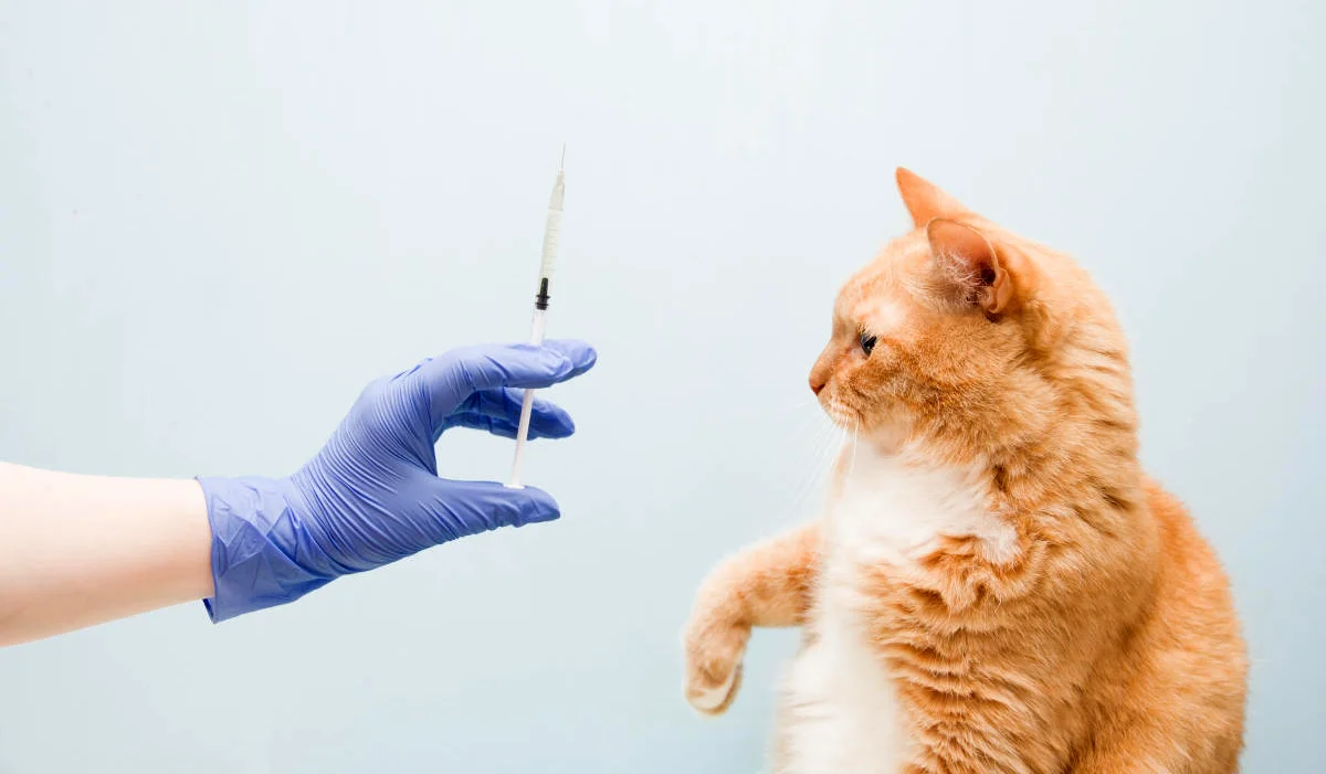  На Прикарпатті оздоровлено неблагополучний пункт по сказу 