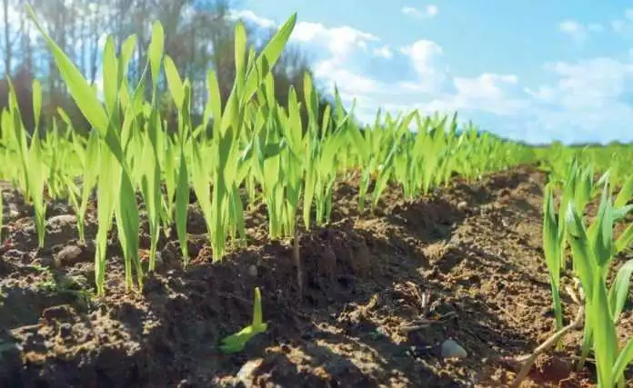 Ключовий момент осені: гербіцидний захист зернових