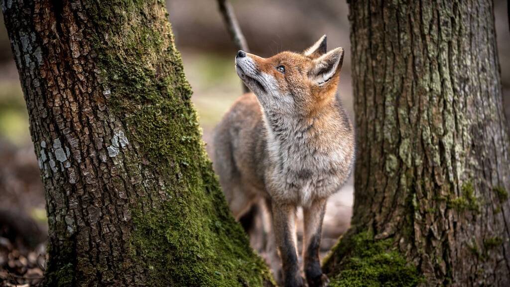  На Прикарпатті розпочато роботу щодо регуляції чисельності хижаків, в тому числі червоної лисиці, до відповідних норм