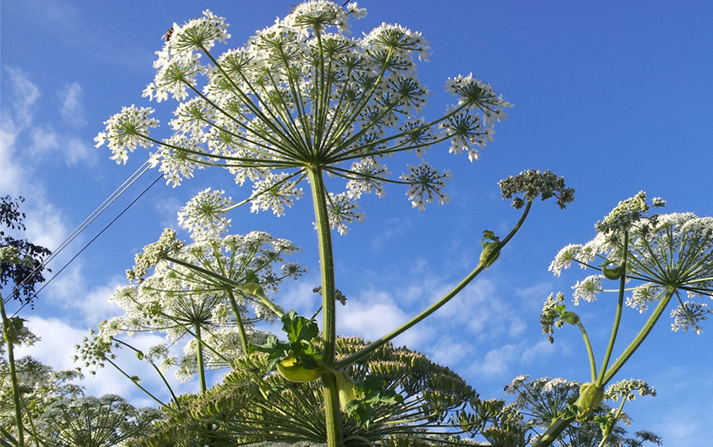 Обережно: борщівник Сосновського  