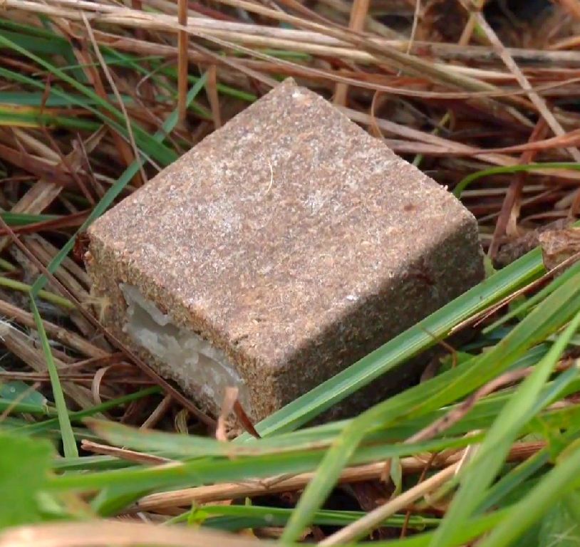 Увага!!! Протягом травня місяця ( з 01.05.2025 року) на території Рогатинської громади розпочинається весняна кампанія пероральної імунізації диких м'ясоїдних тварин