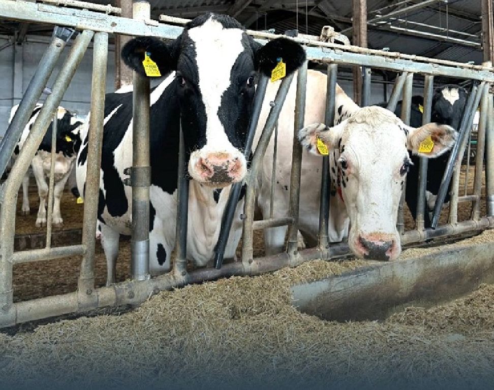 Ідентифікація та реєстрація сільськогосподарських тварин